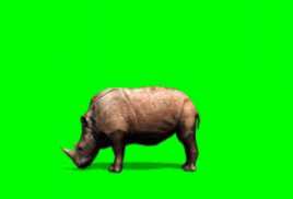 Rhinoceros 7.1